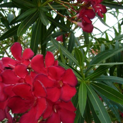 NERIUM oleander 'Rosso Semplice'