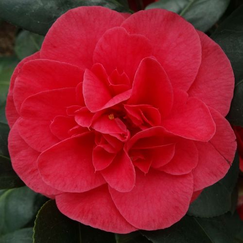 CAMELLIA japonica 'Lady Campbell'