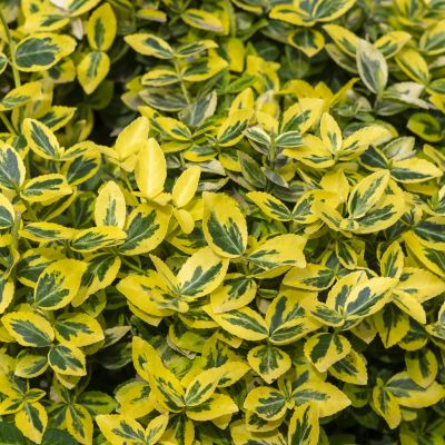 EUONYMUS fortunei 'Emerald'n Gold'