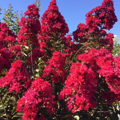 LAGERSTROEMIA indica 'Double Feature' ®
