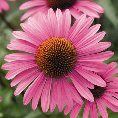 ECHINACEA 'Pink Passion'