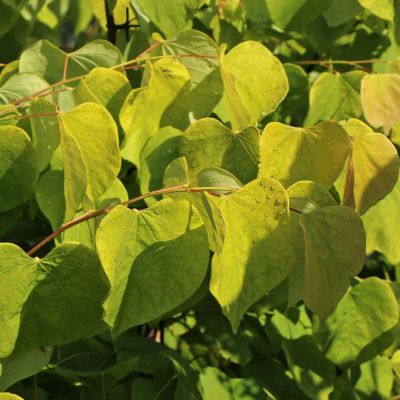 CERCIS canadensis 'Hearts of Gold'