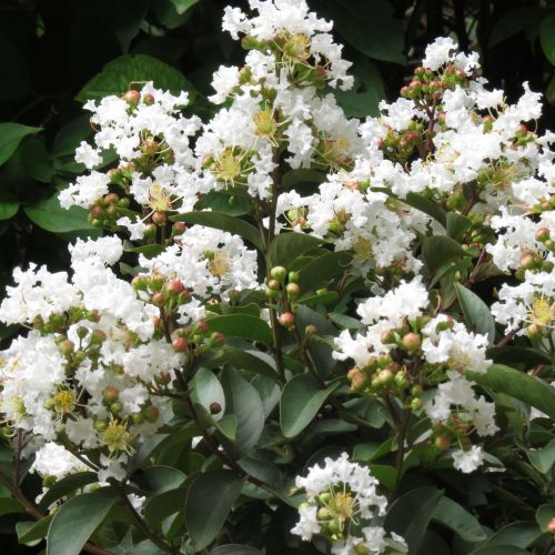 LAGERSTROEMIA indica 'Enduring Summer White'