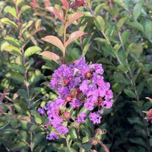 Trees & Plants of Future 139 lagerstroemia benoit small