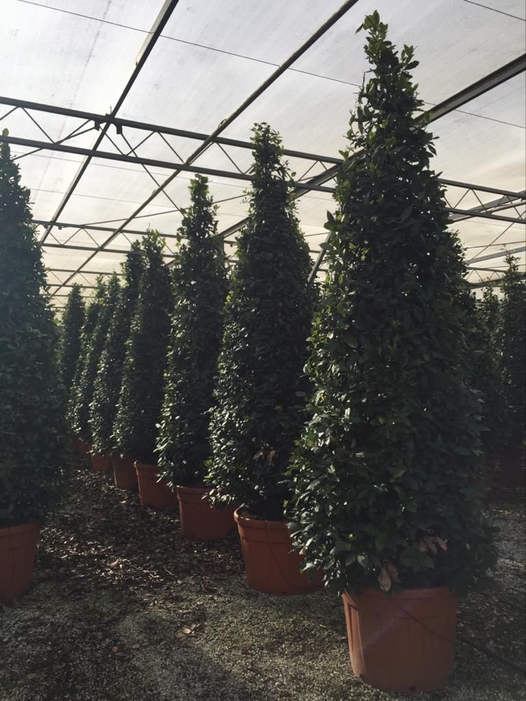 1610883909 Laurus nobilis cone c130 0076bcb9