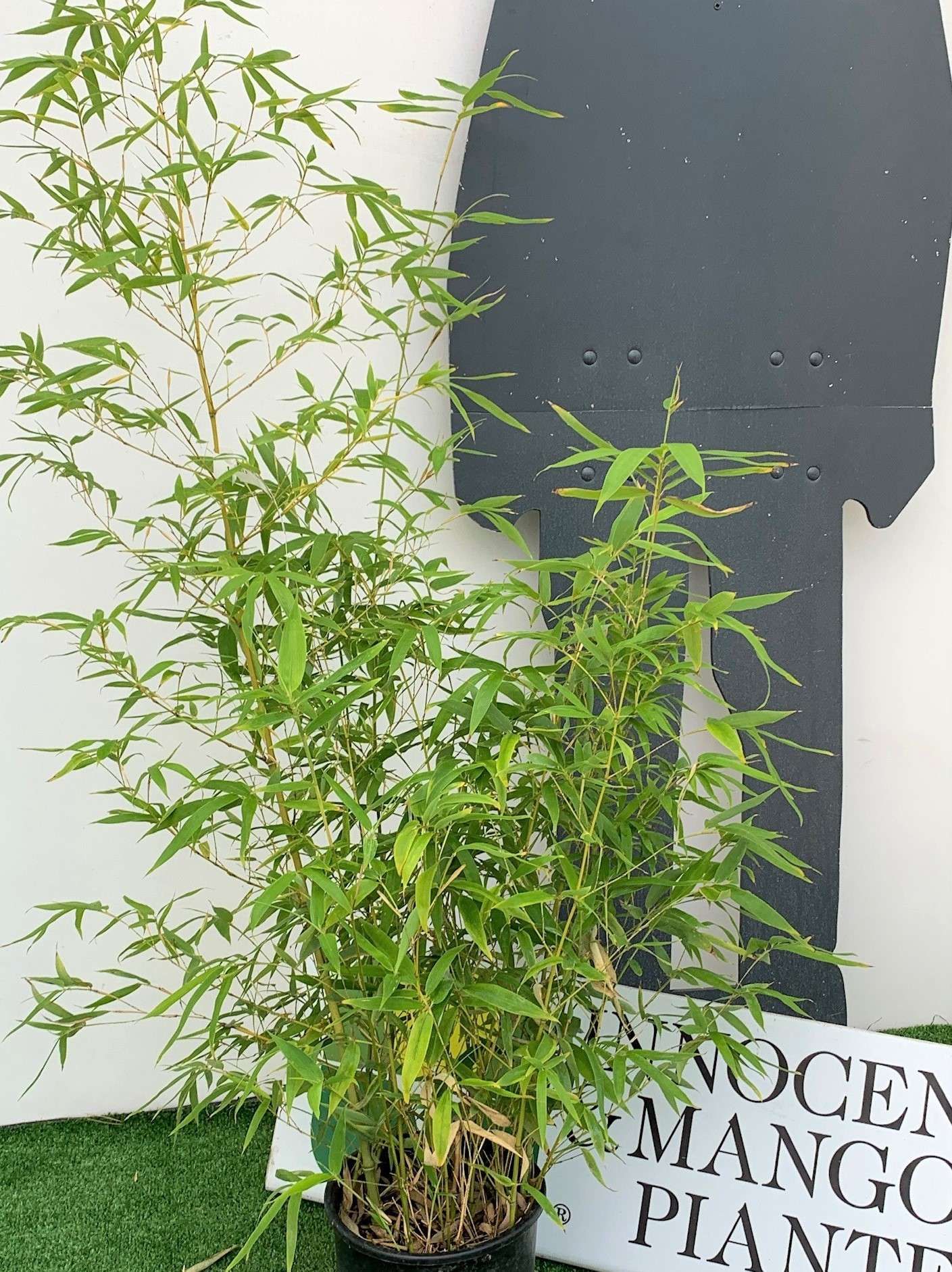 1629993485 2 Bambusa Phyllostachys Aurea Clt 5 8 80 0022518c