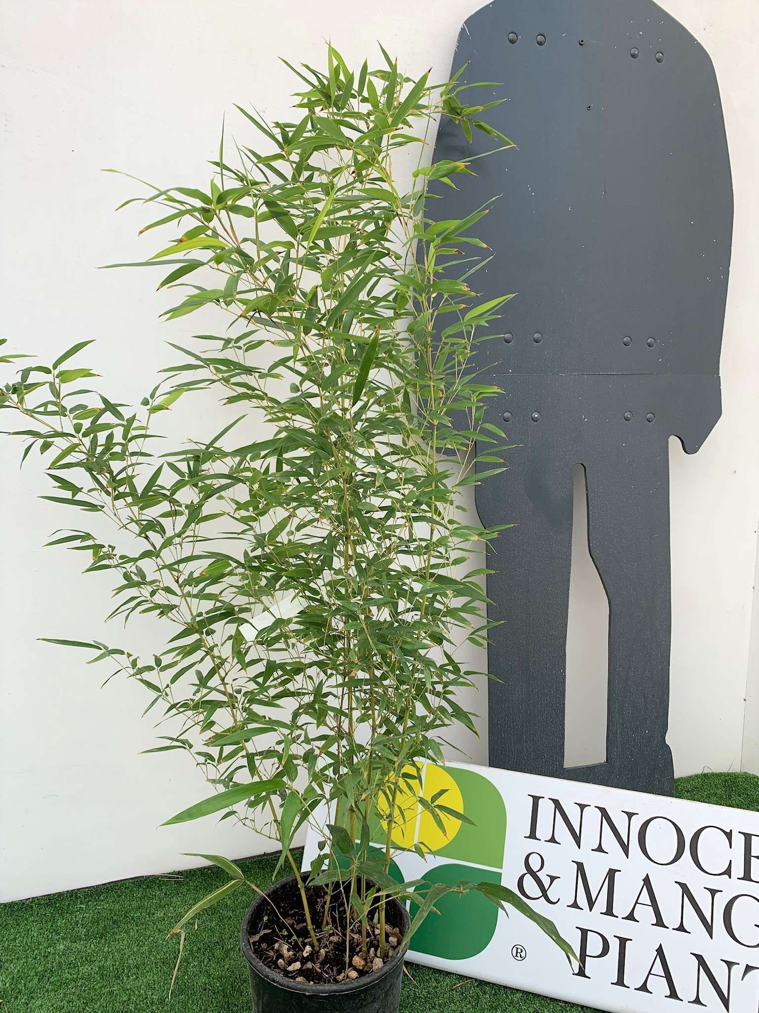 1629993485 3 Bambusa Phyllostachys Aureosulcata Spectabilis Clt 5 8 80 00cd100d