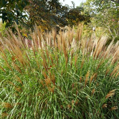 Calamagrostis x acutiflora 'Karl Foerster'