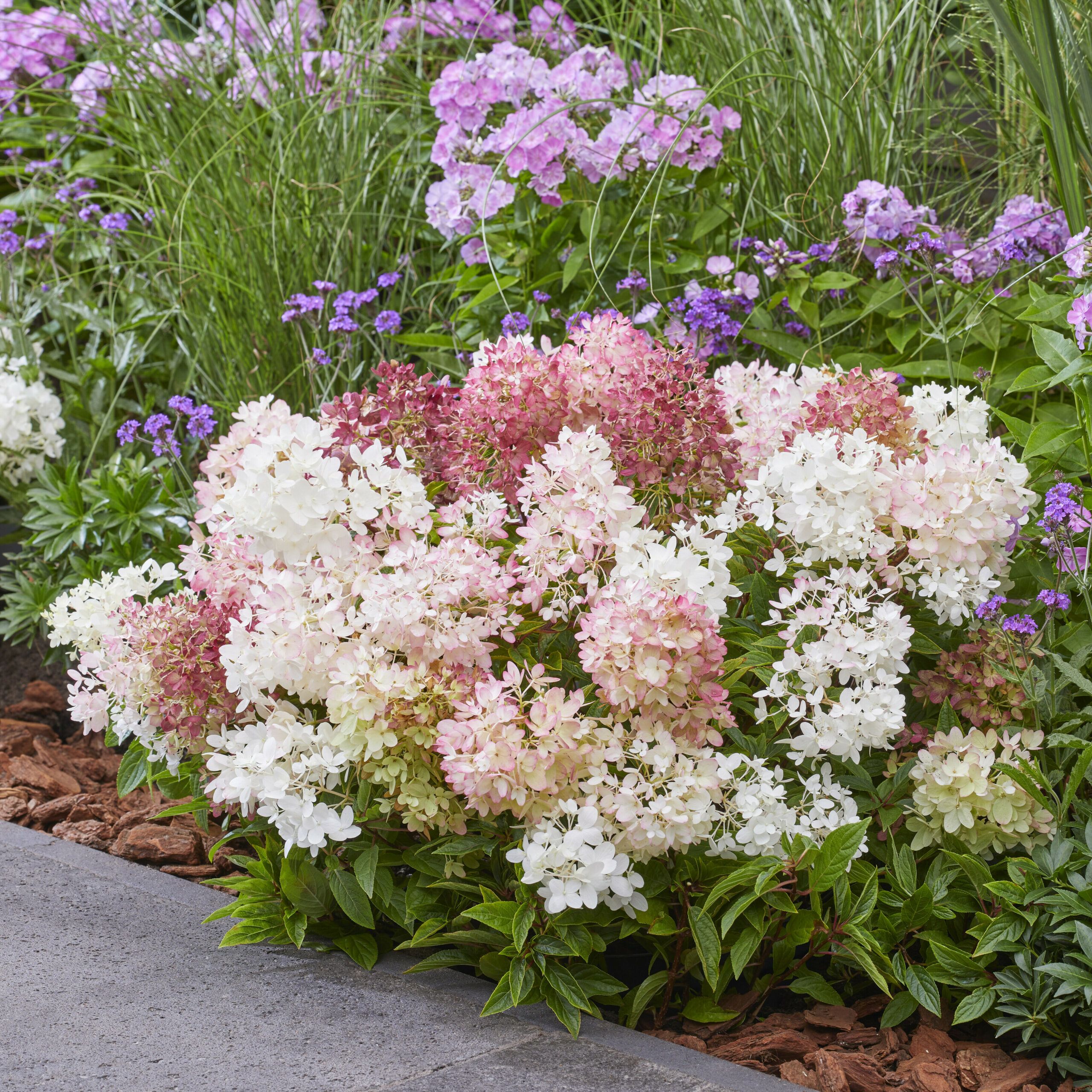 Hydrangea Groundbreaker 30 scaled 000d47fa