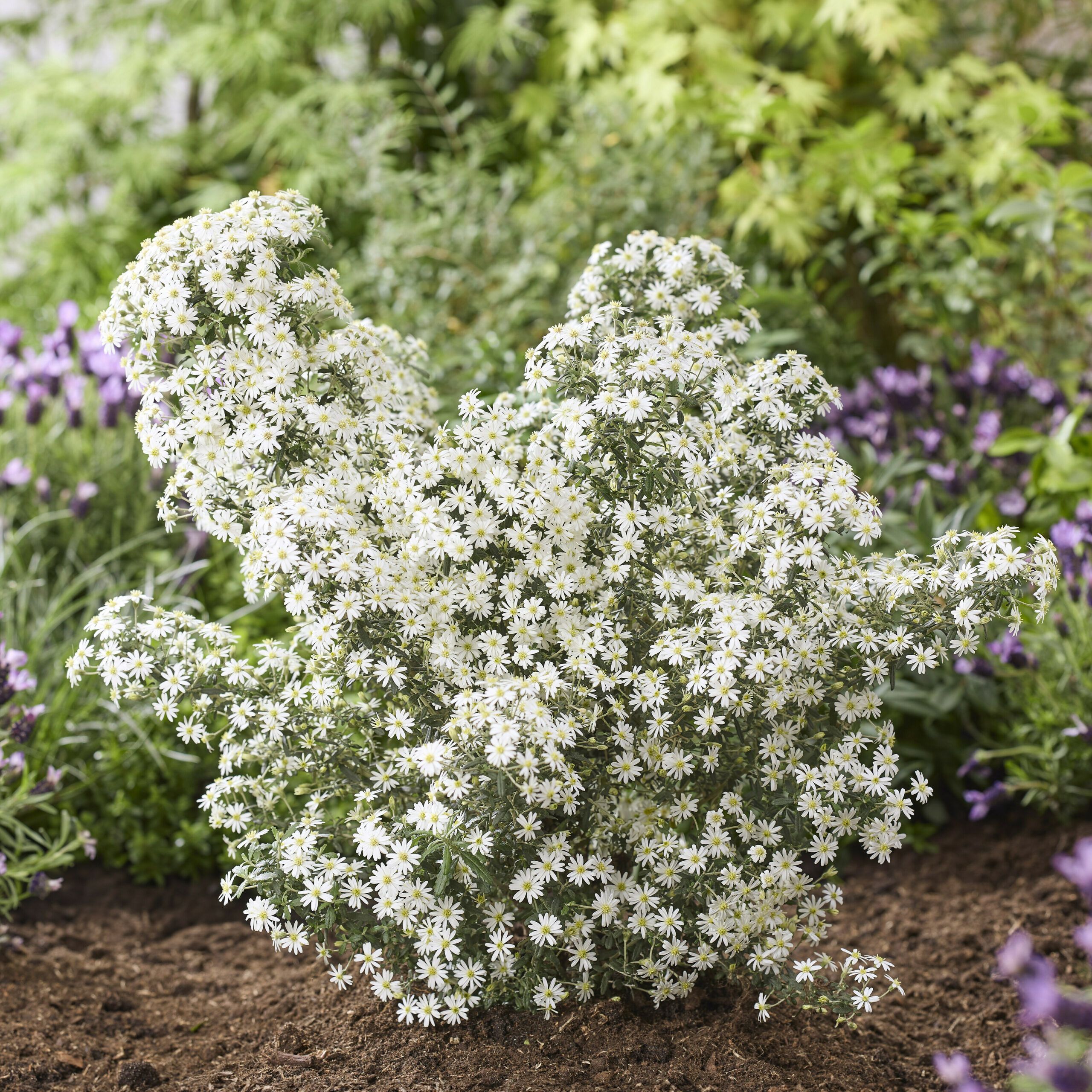 OLEARIA 'Spring Bling' ®