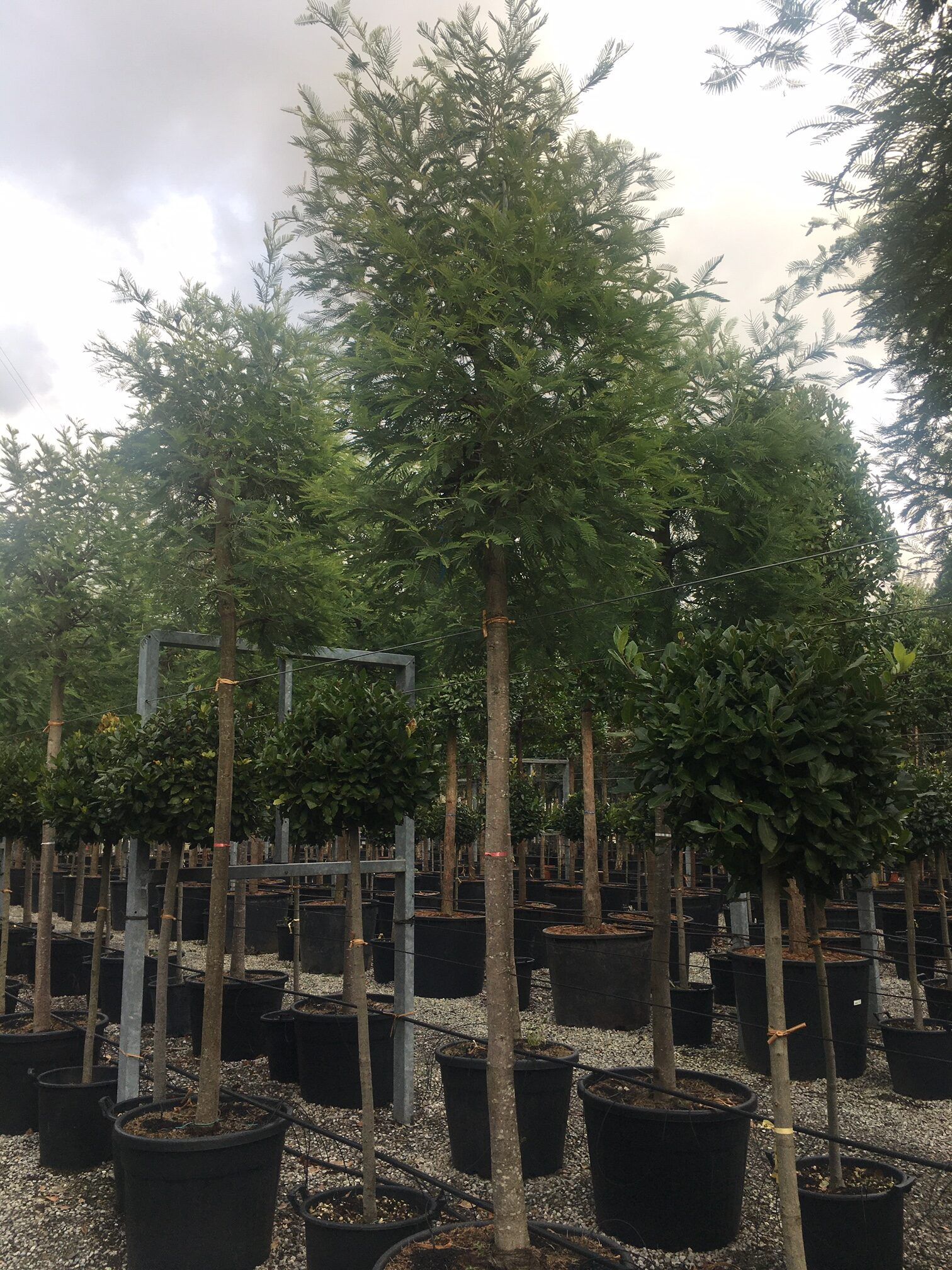 1608312271 rotated 013f84de