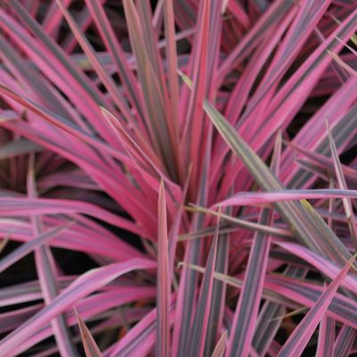 CORDYLINE australis 'Southern Splendor'
