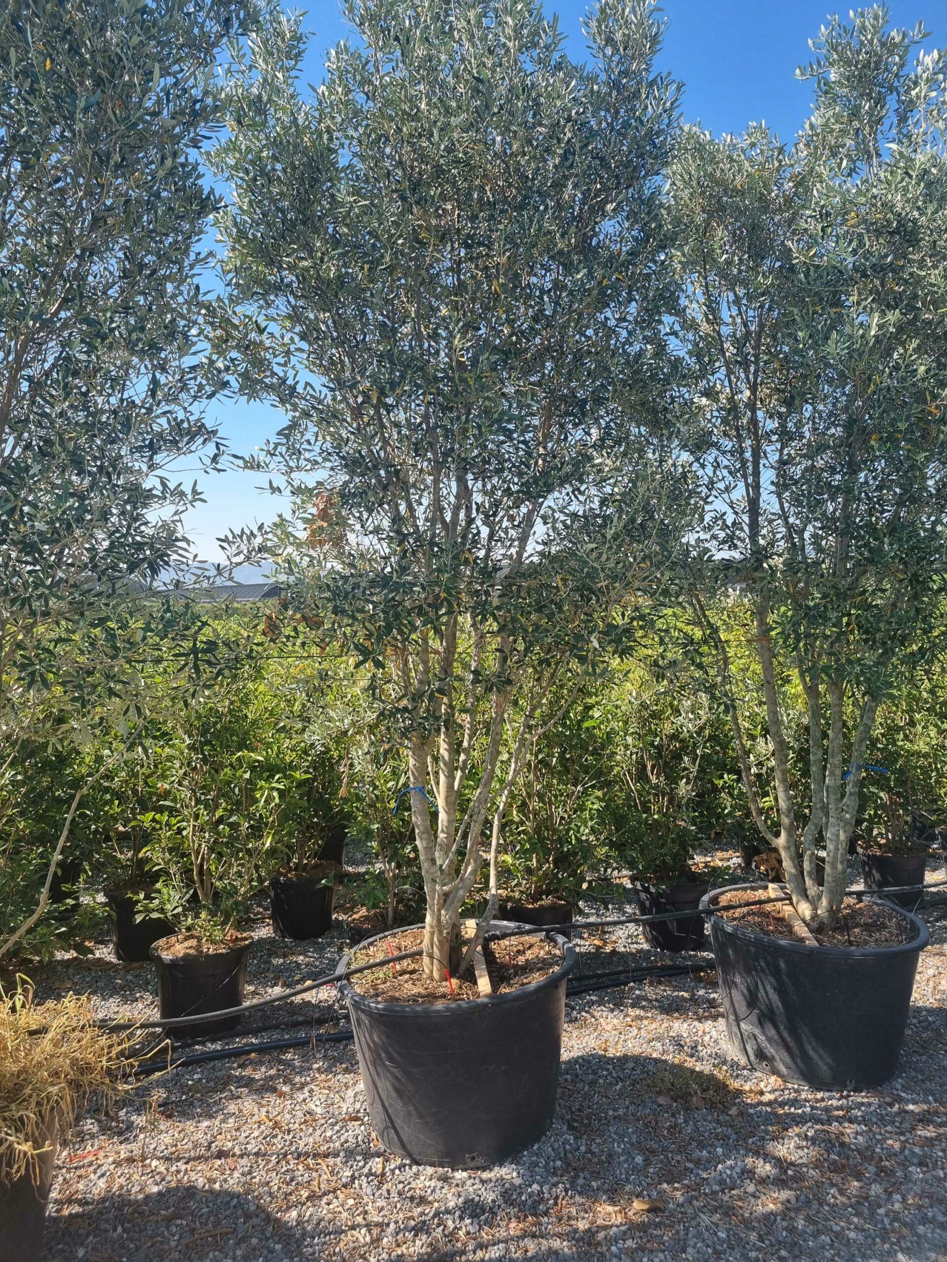 1692693355 scaled 01eb6364