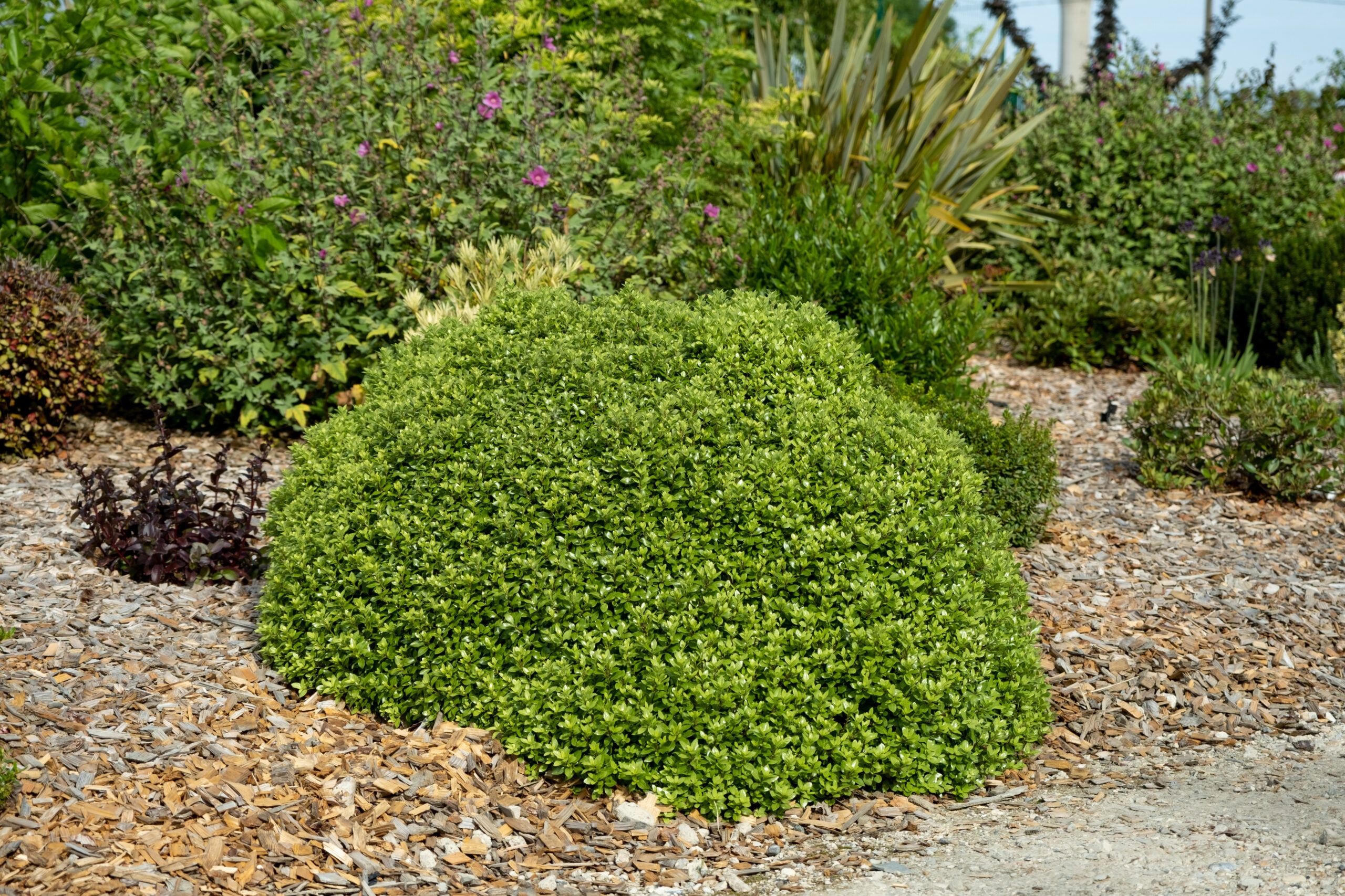 Pittosporum Beach Ball 11 scaled 01e59d9a