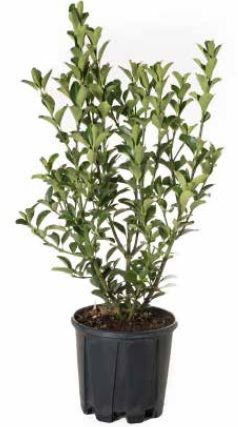 1614102039 euoja00c3 040 060 024ff464