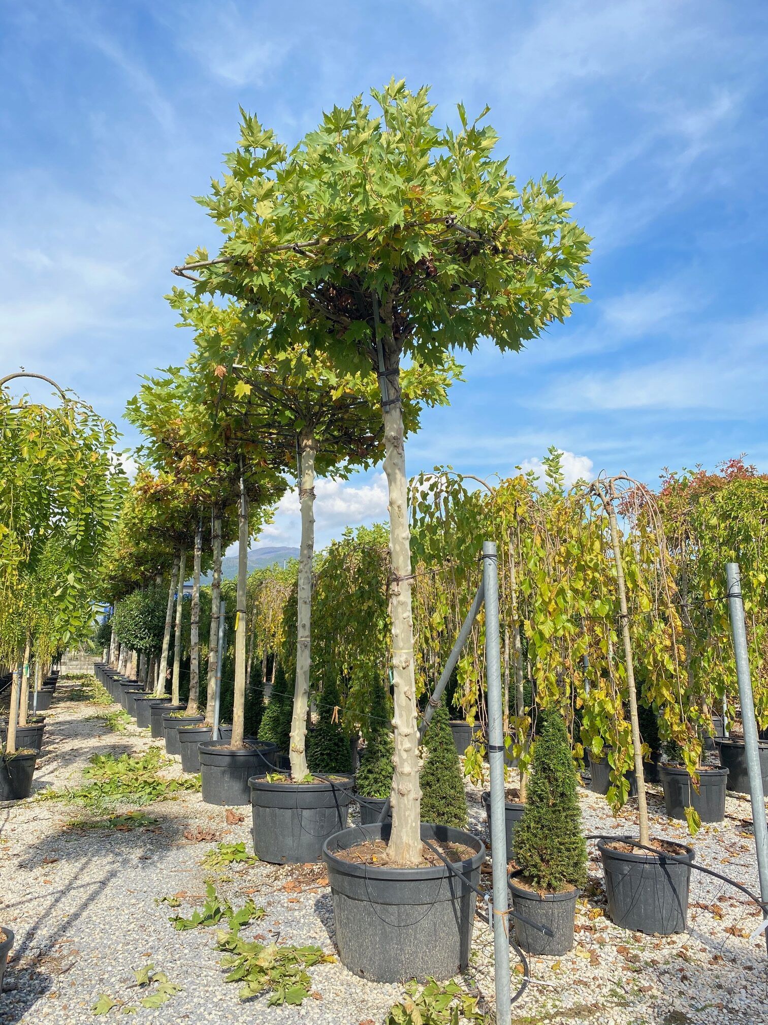 1608567792 rotated 03dc2727