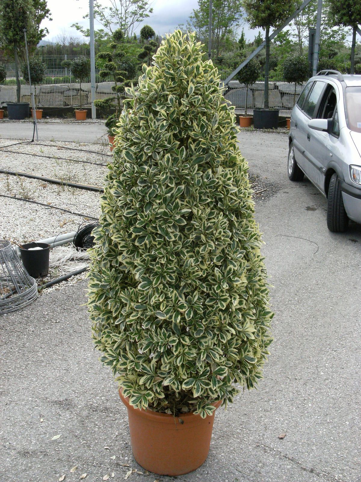 1610737814 Euonymus Bravo Cone vlt25 03ae5154