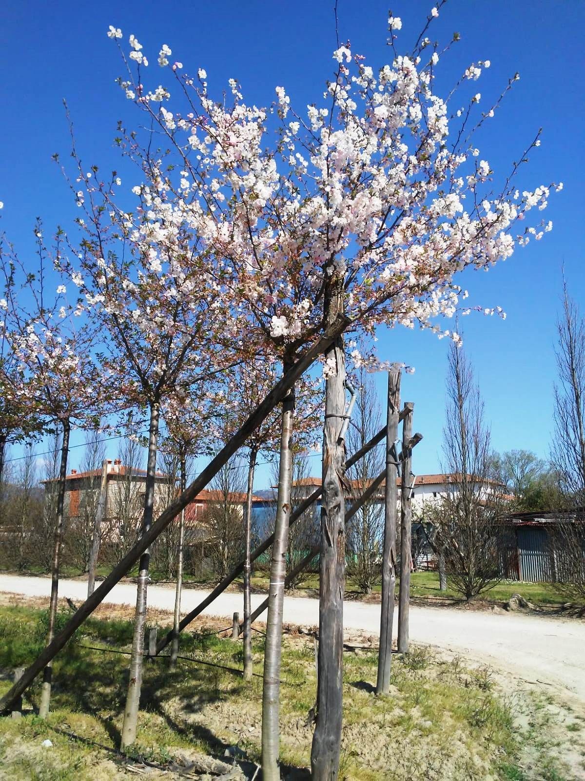 1611063931 Prunus Accolade motte tige 03b7cd5e