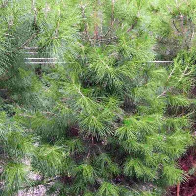PINUS halepensis