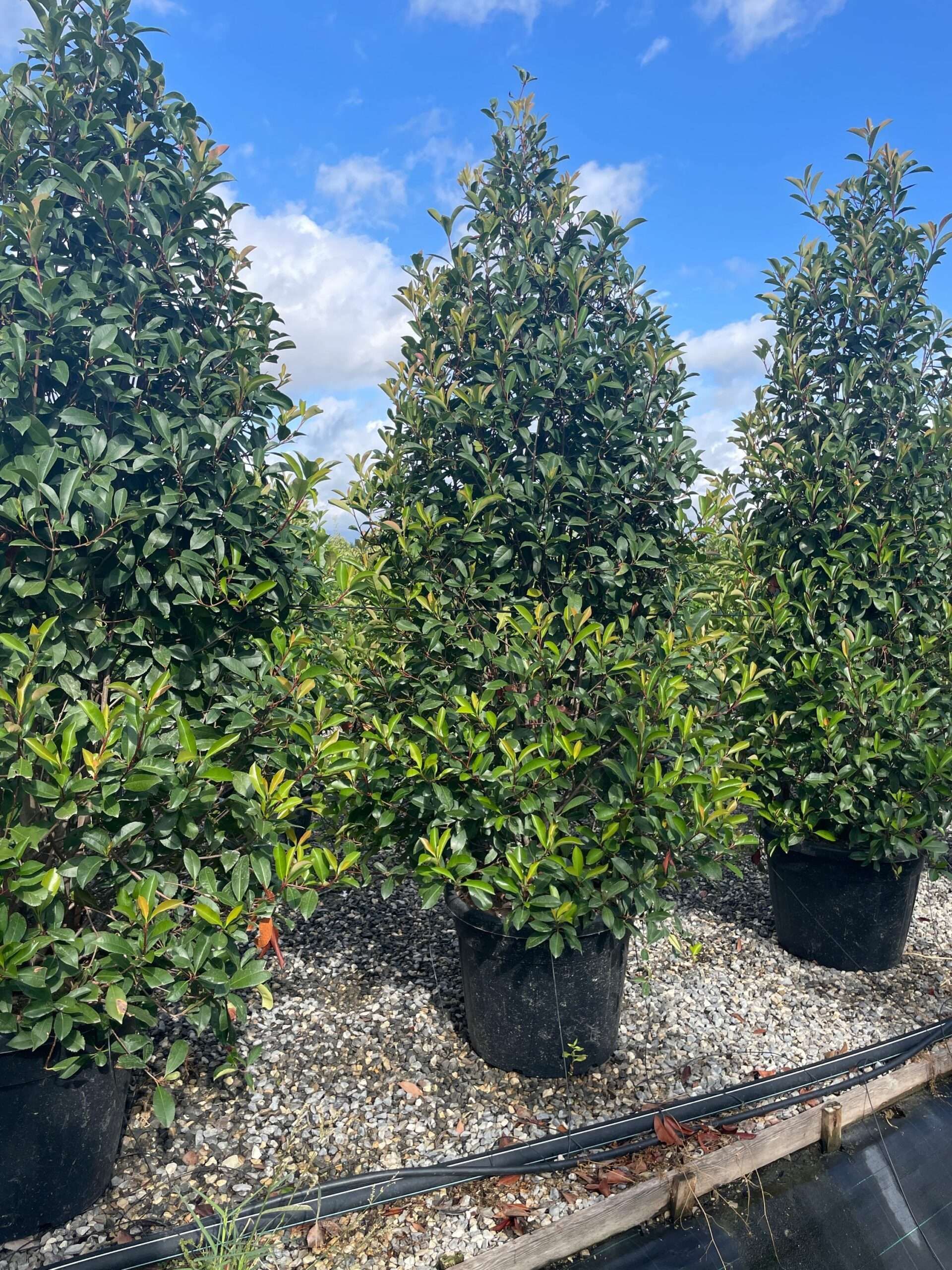 1693209332 scaled 04478887