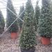 1610883909 Laurus n cone 150 175 057f1498