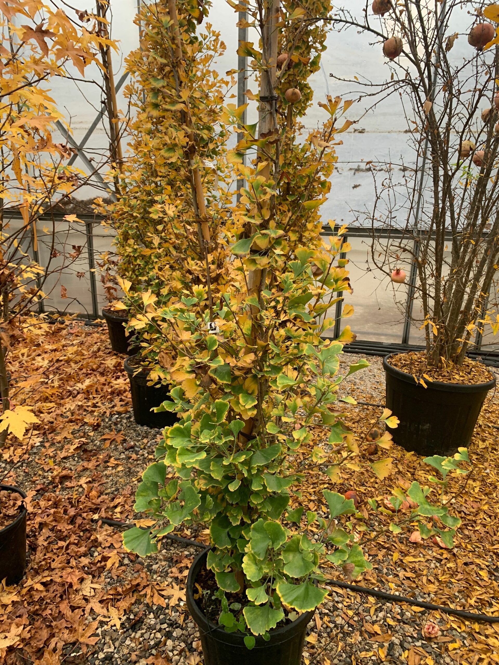 1636966817 scaled 055c9de5