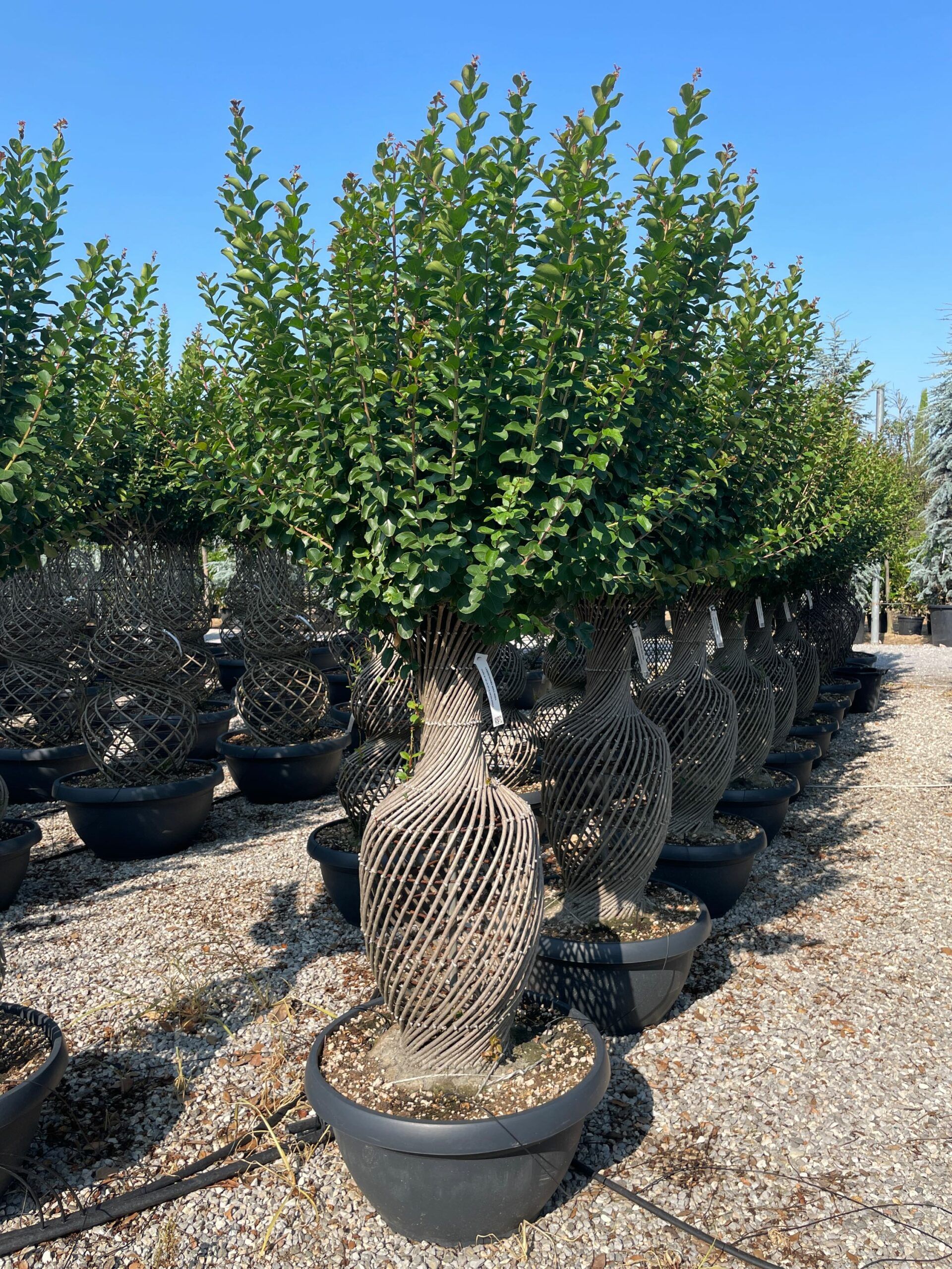 1687850623 scaled 0506dada