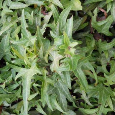 HEDERA helix 'Sagittifolia'