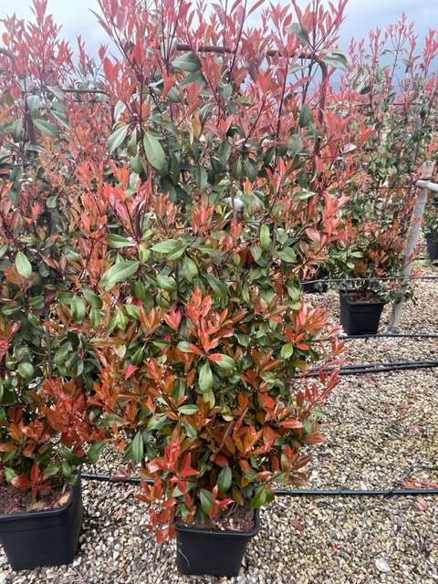 1680428600 IMG 6996 06418c28