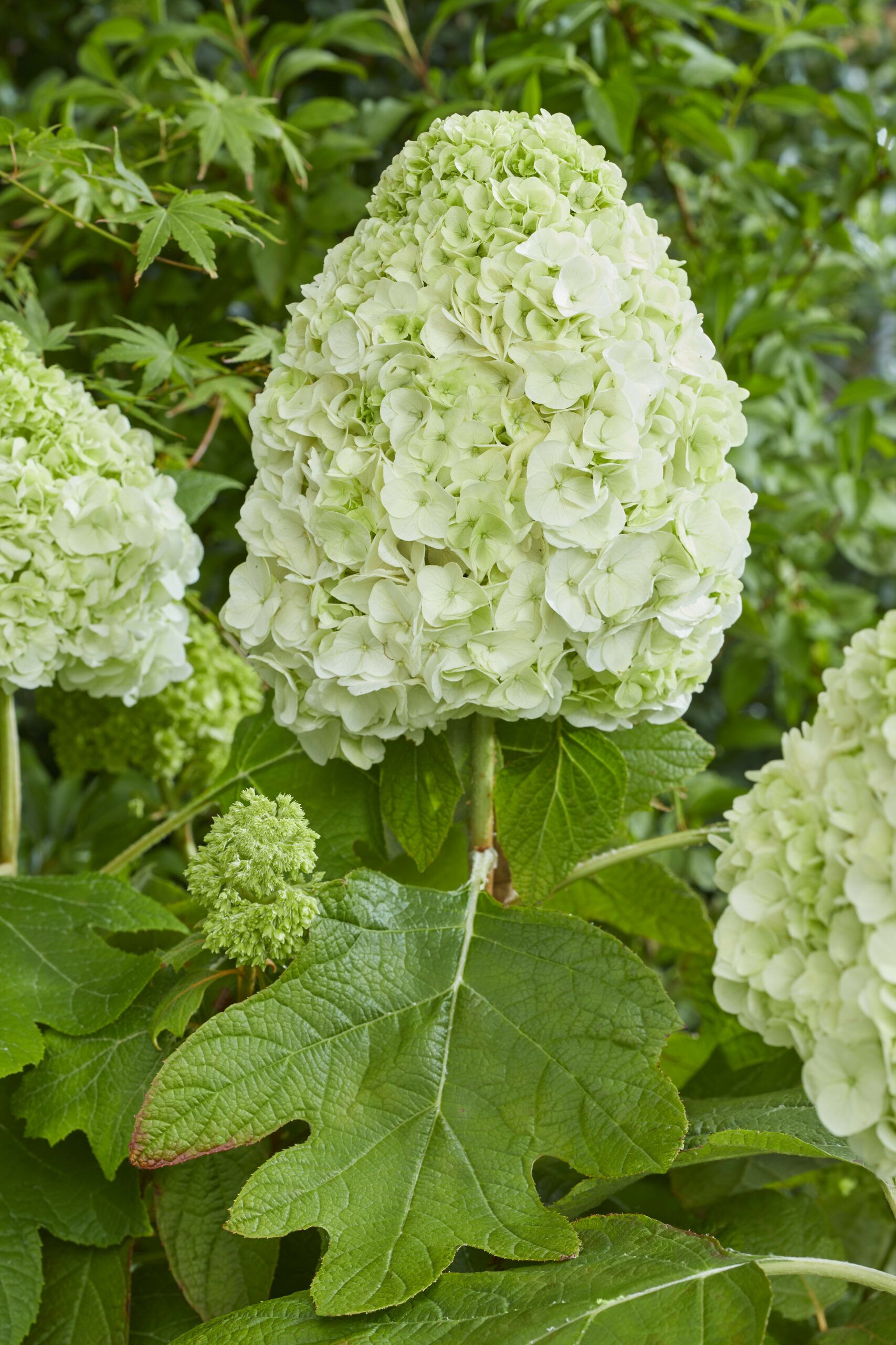 HYDRANGEA quercifolia 'Tara' ®