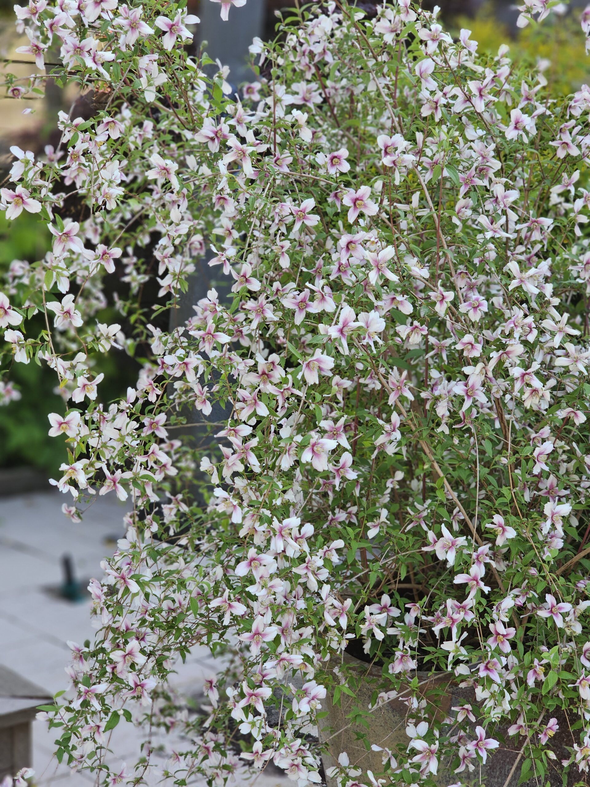 Philadelphus Petite Perfume Pink 16 scaled 06f2d5ed