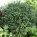 ilex crenata soft touch 2 066e5819