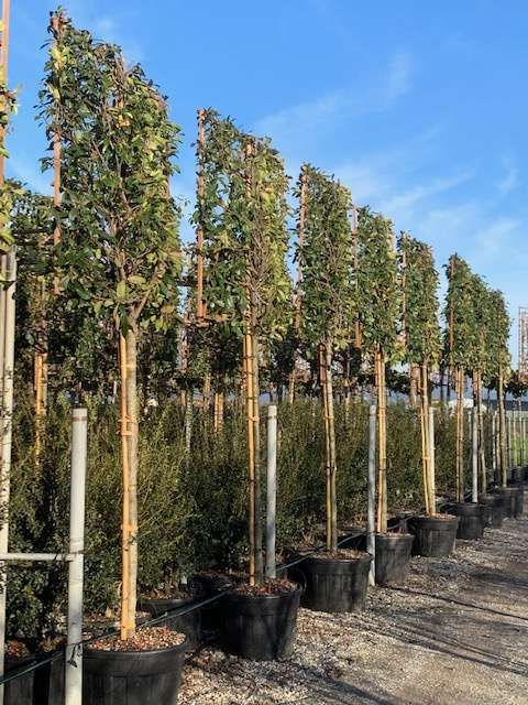 1610883910 IMG 8780 079549ec