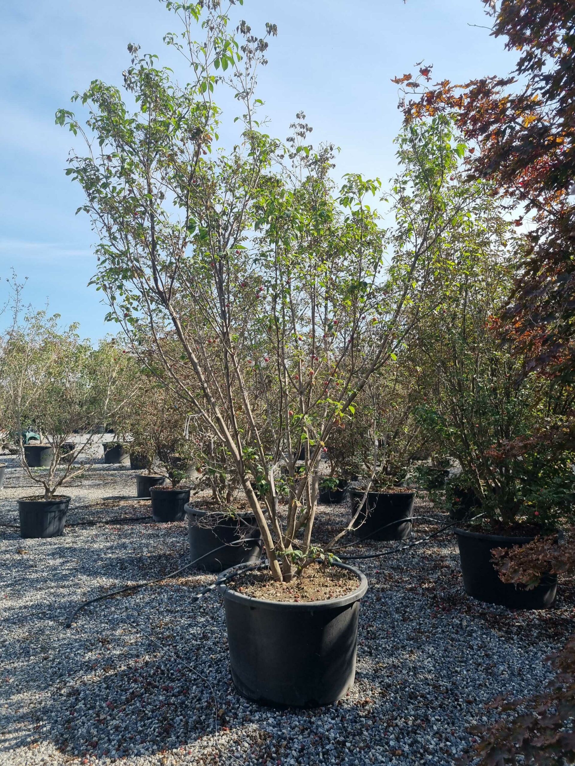 1665749398 scaled 07037302