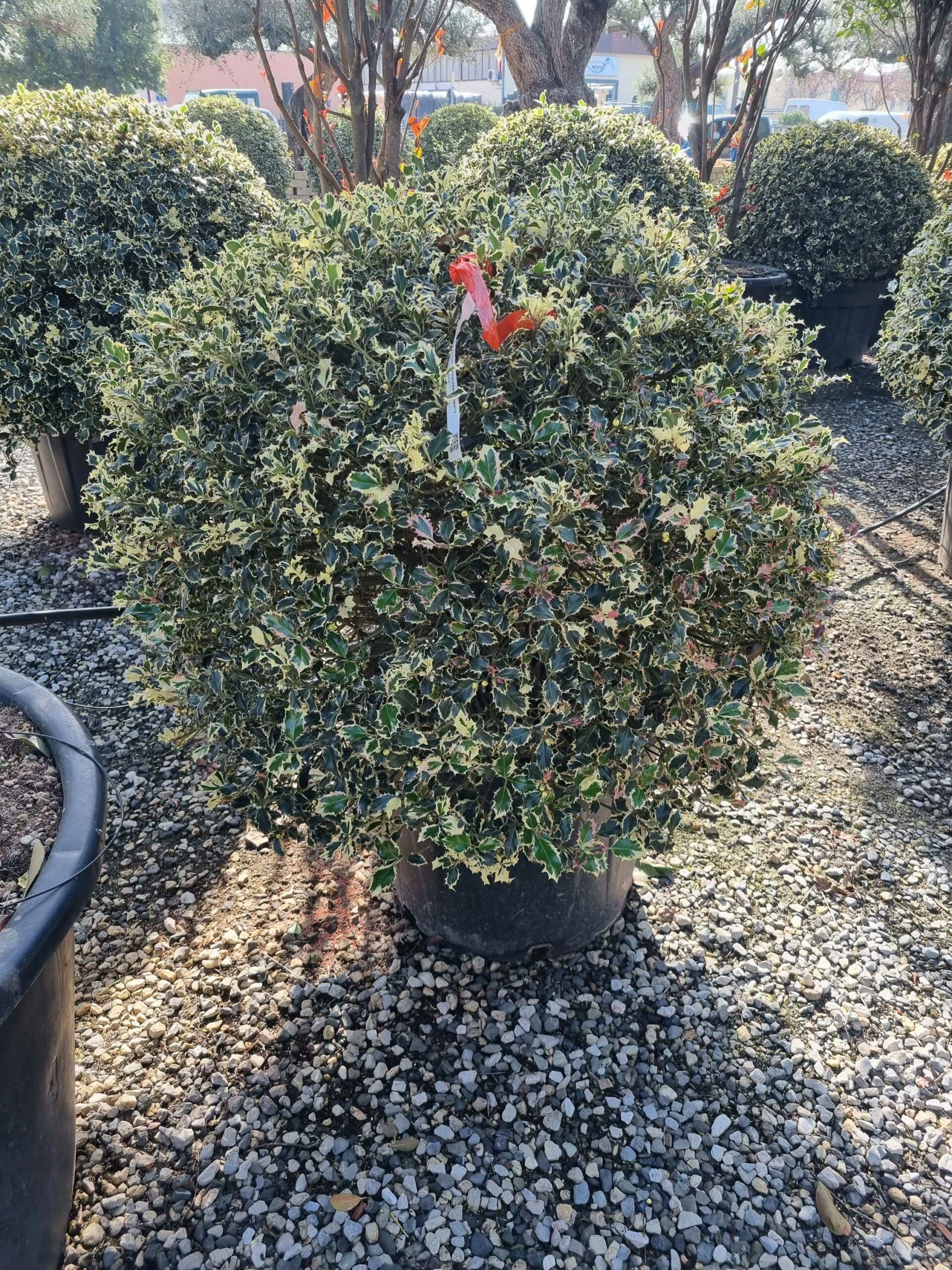 1666083697 scaled 07ac39ae