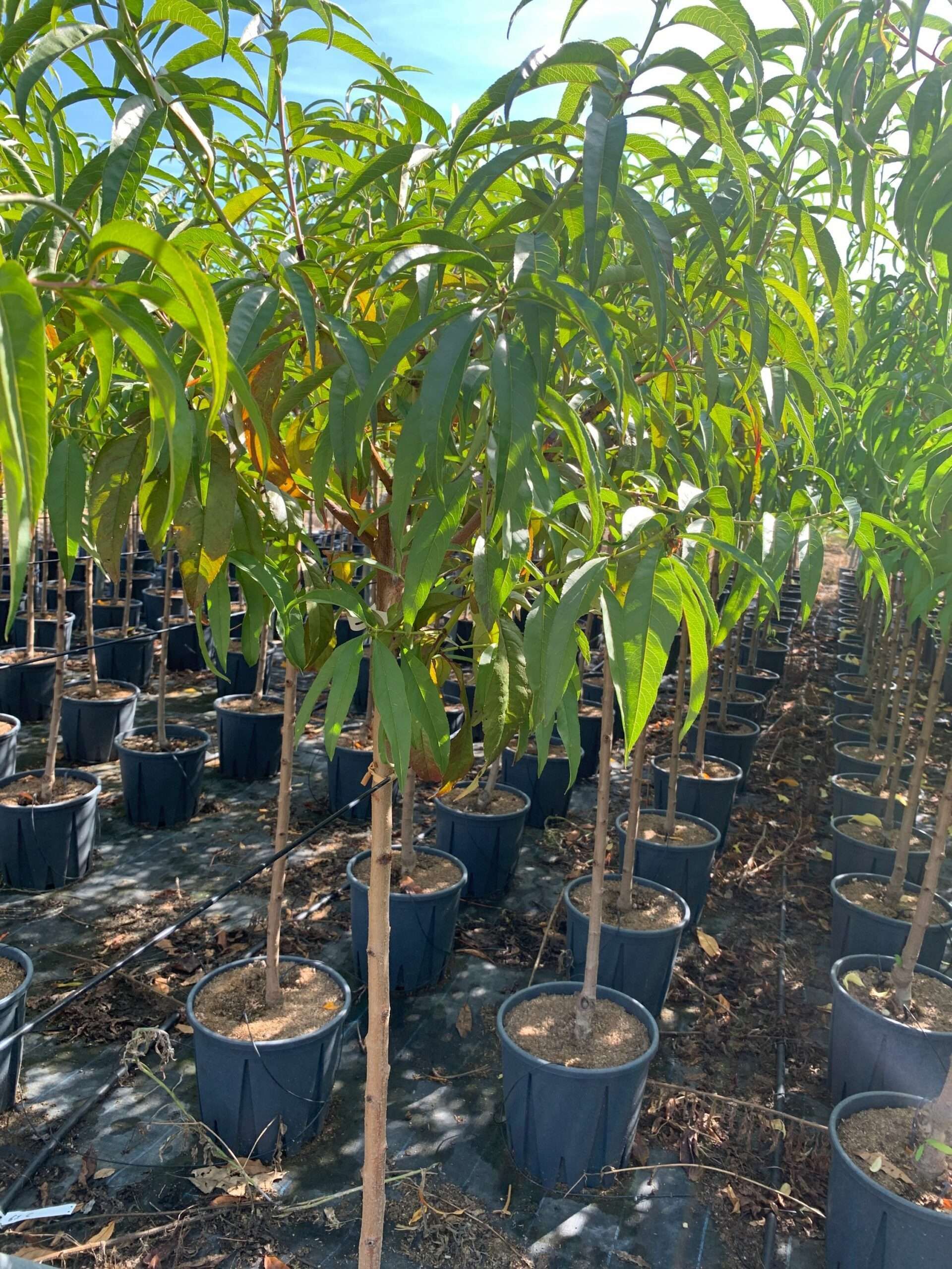 1662366376 scaled 08134164