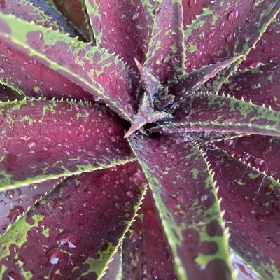 MANGAVE 'Blazing Saddles' ®