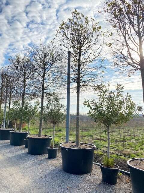 1608563426 rotated 0927405a