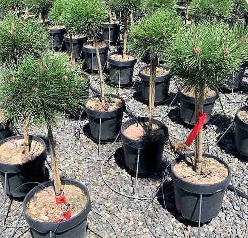 1635525481 BAMBINO 09c08341