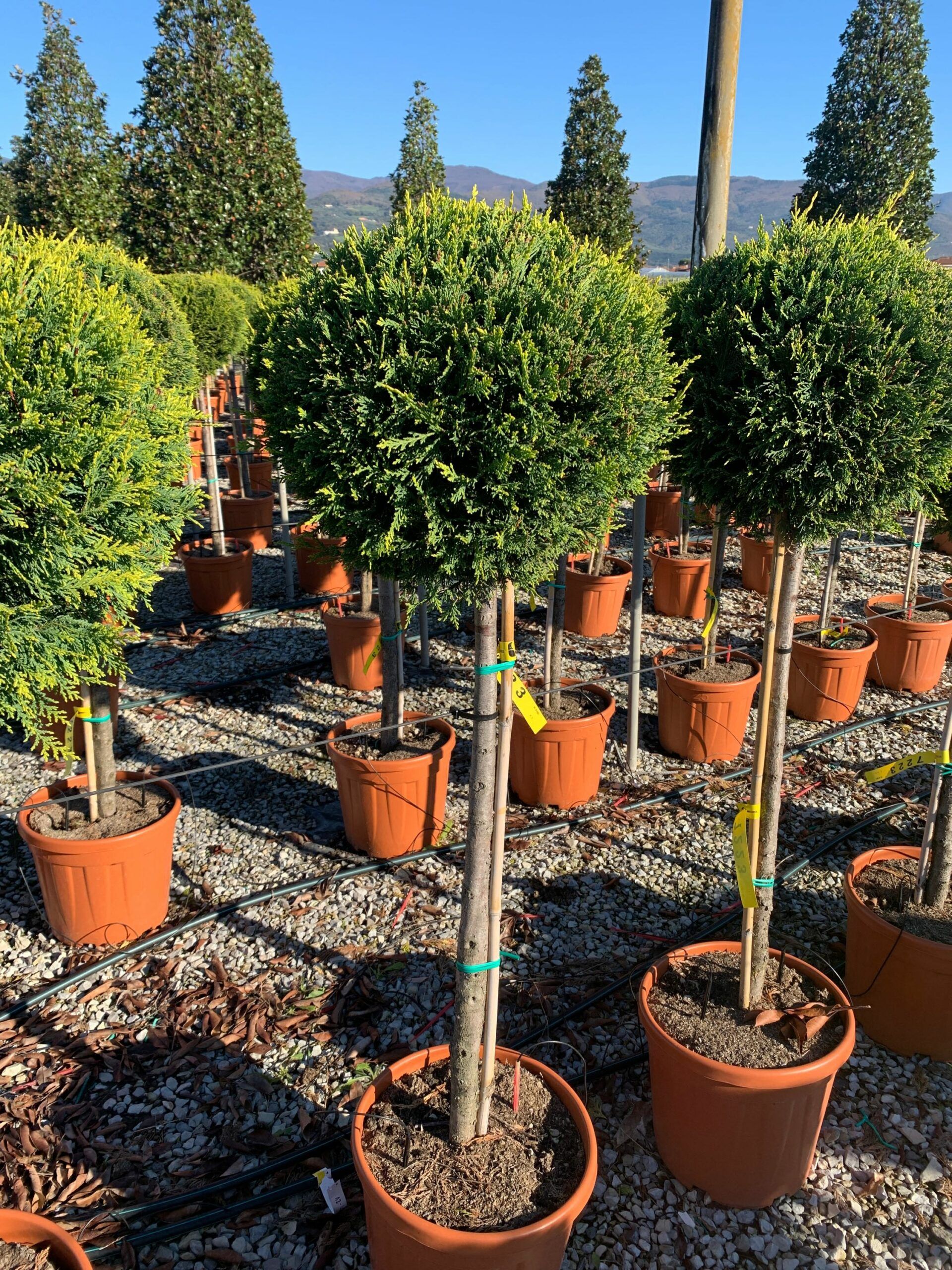 1637746475 scaled 09714377