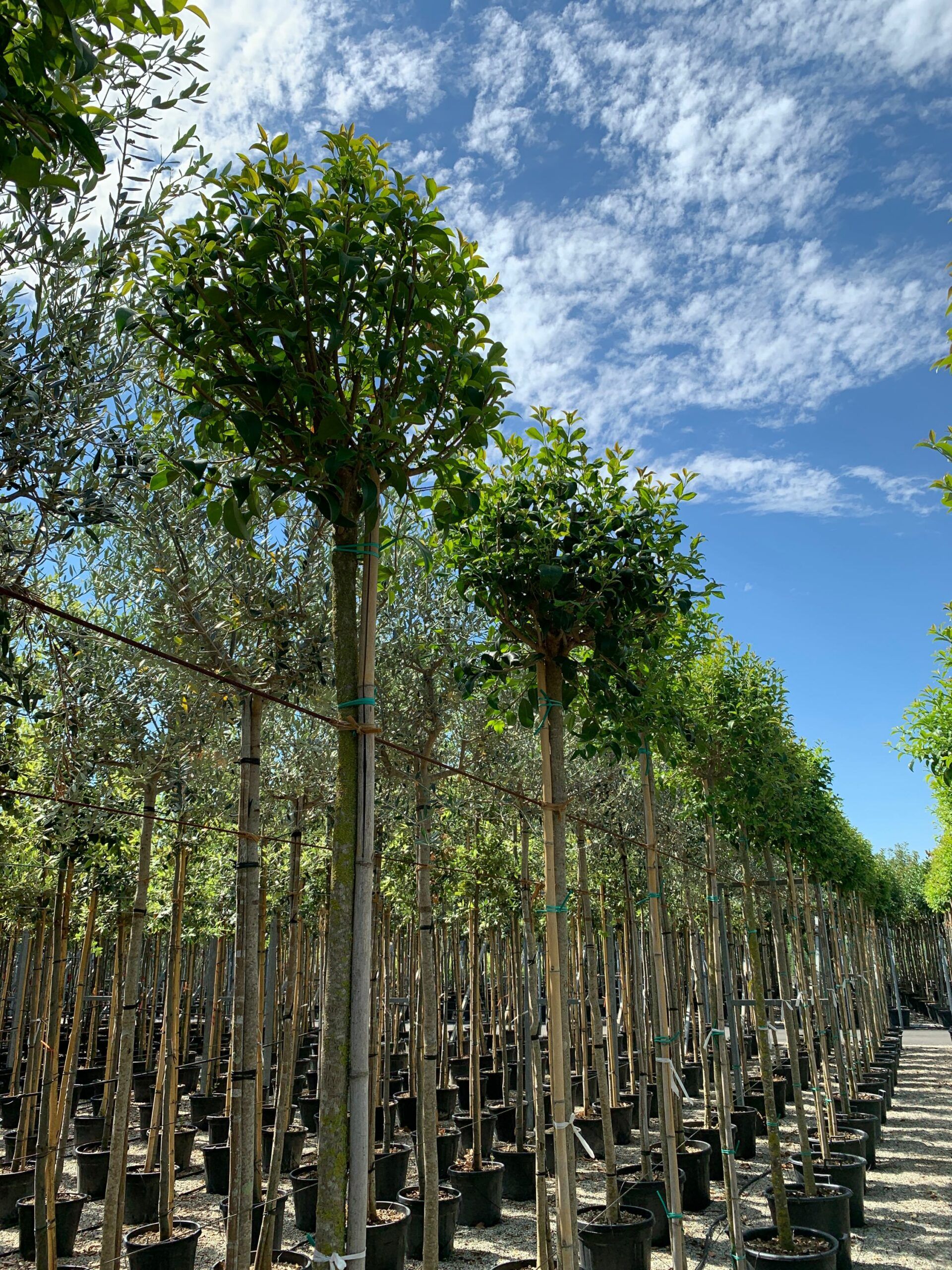 1657528330 scaled 0954c849