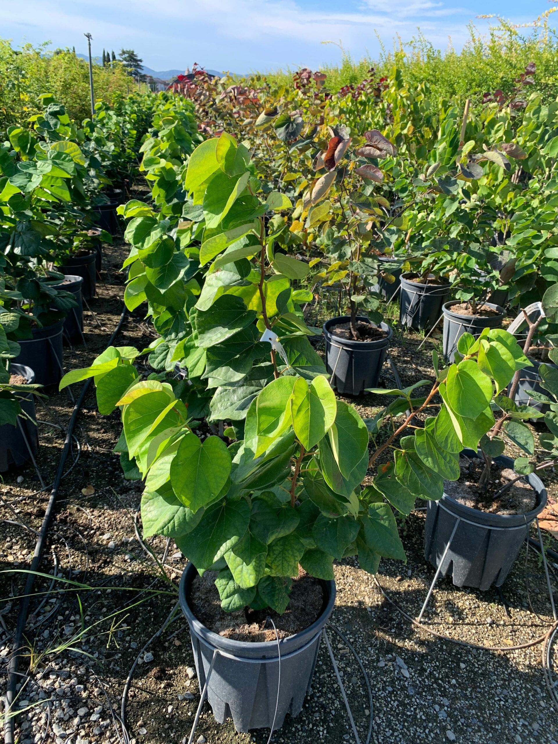 1662104074 scaled 095f662a