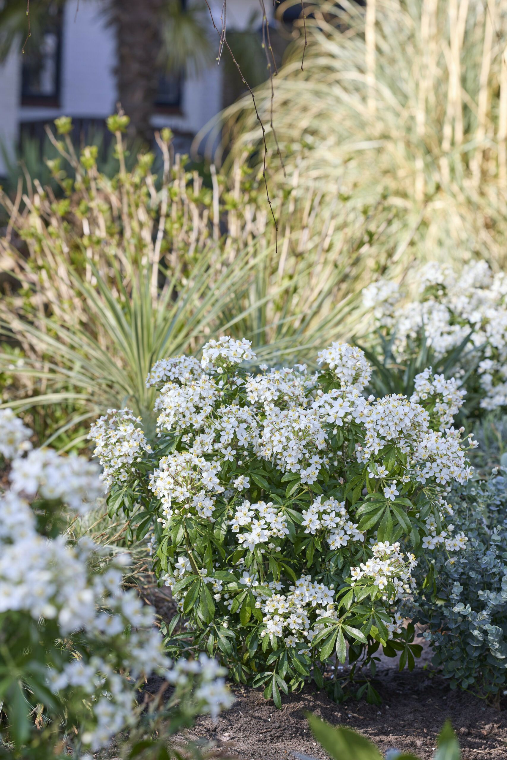 Choisya Greenfingers 17 scaled 09b39e79