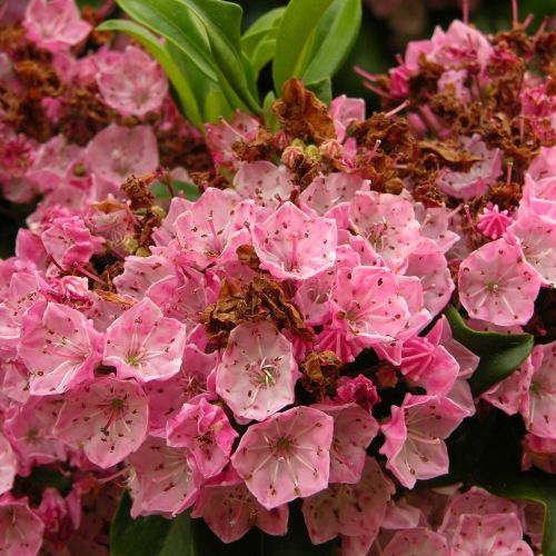 KALMIA latifolia 'You Can'