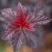 PHYSOCARPUS Opulifolius 'Fireside' FE ®