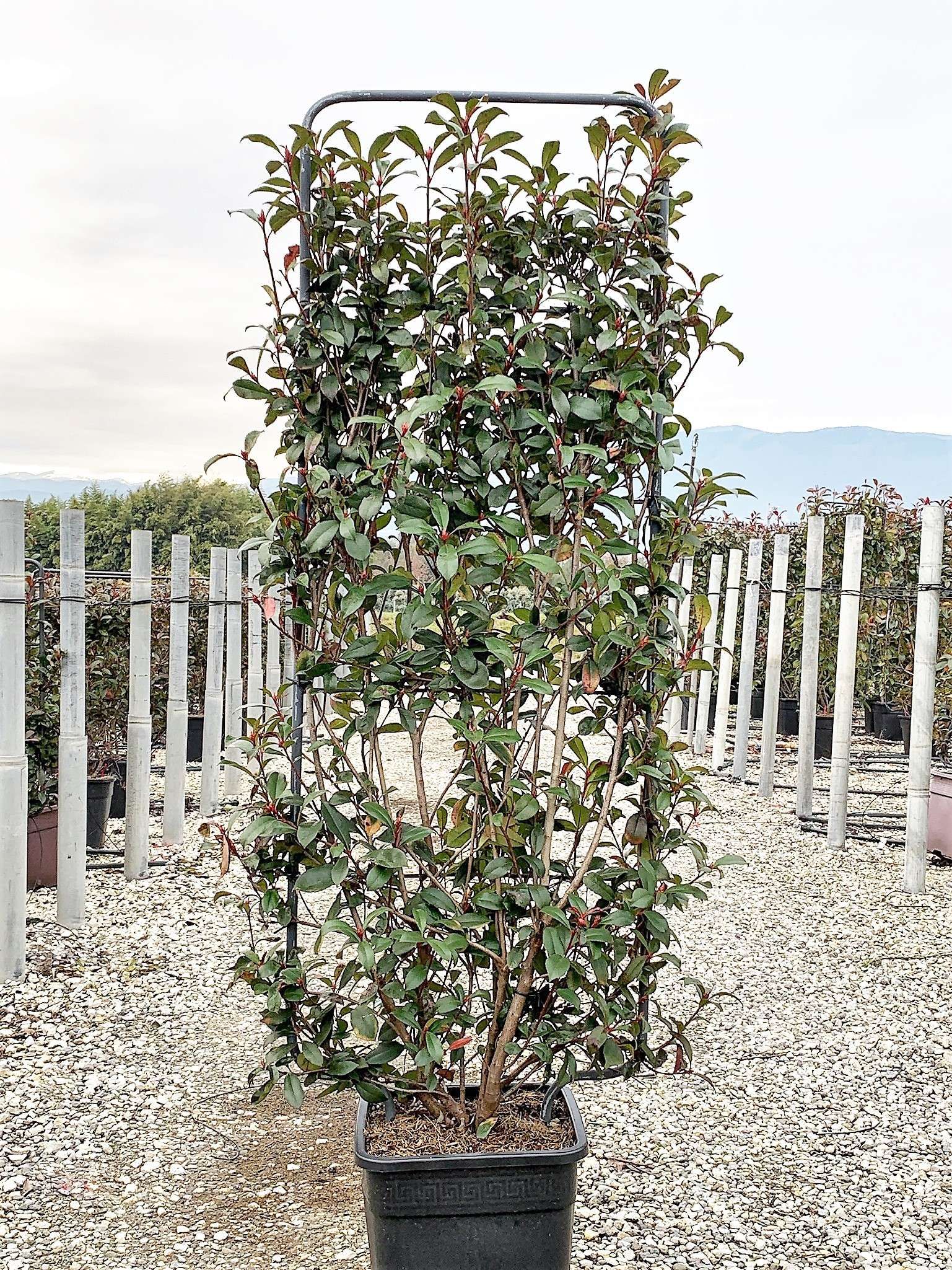 1614157867 14 Photinia x fraseri Carr Rouge Vqlt 25 150x055 Pleached 55 00 0a1db082