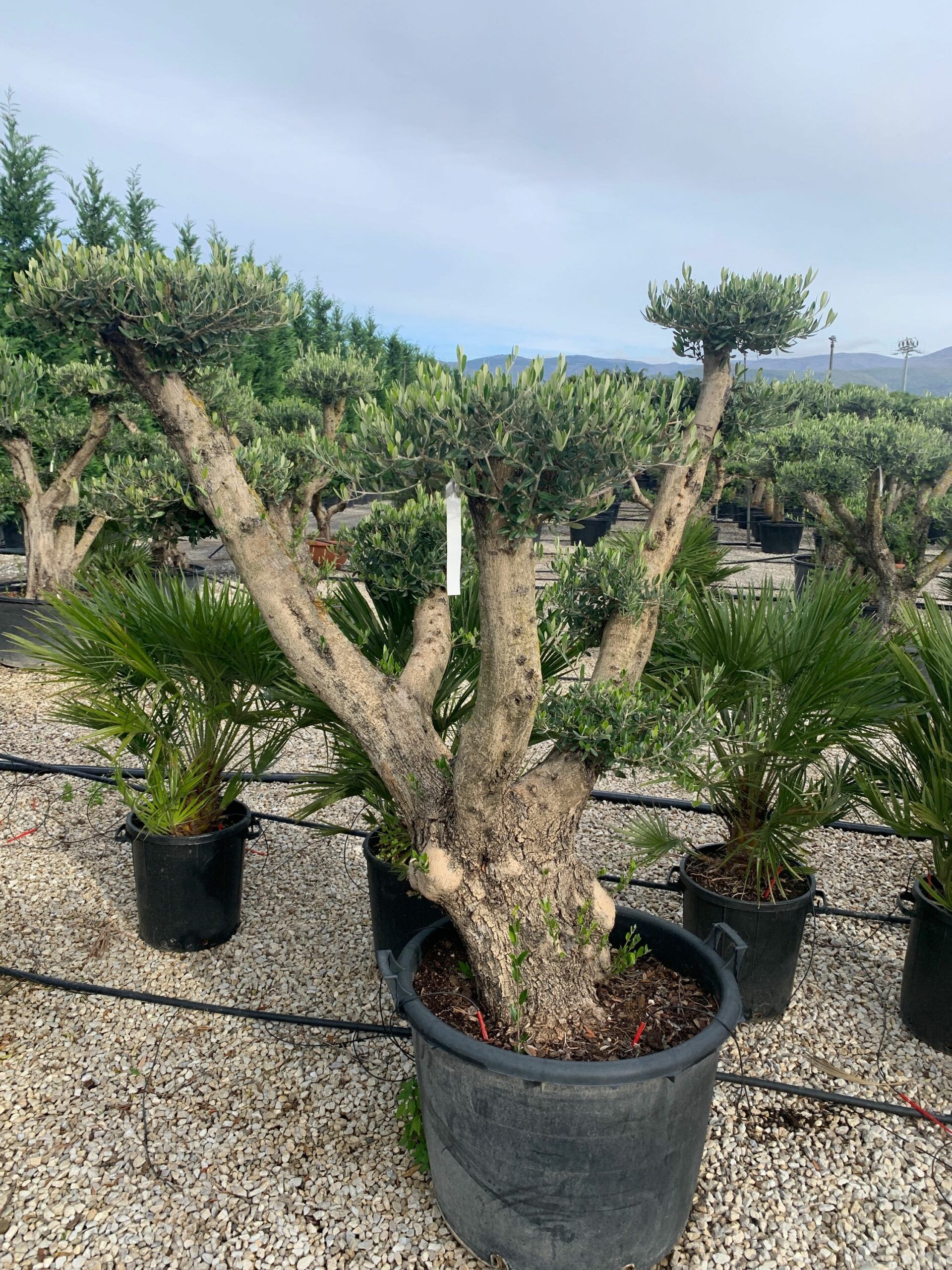 1636101042 scaled 0a9377b5