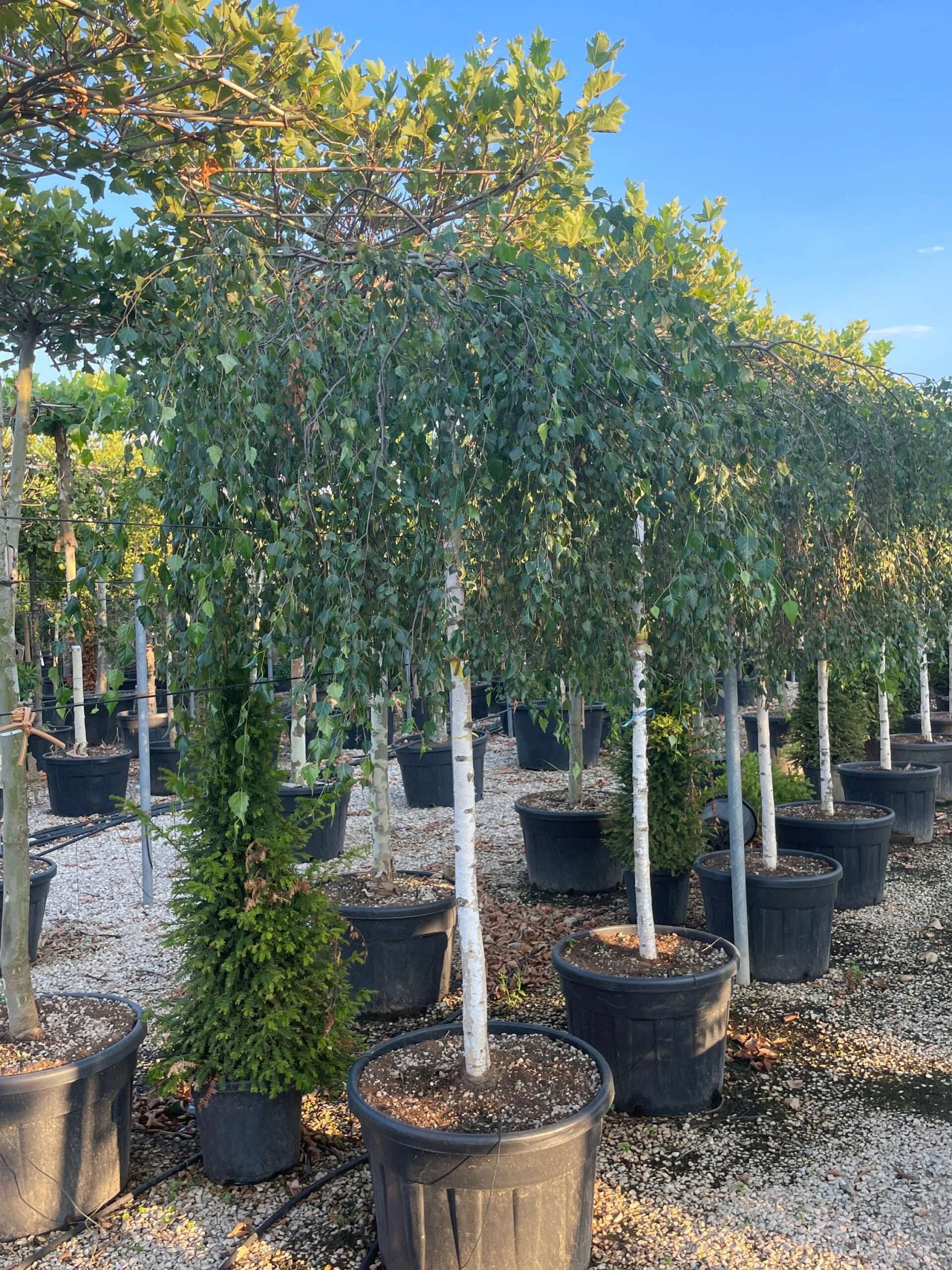 1659461763 scaled 0a2b7bcb