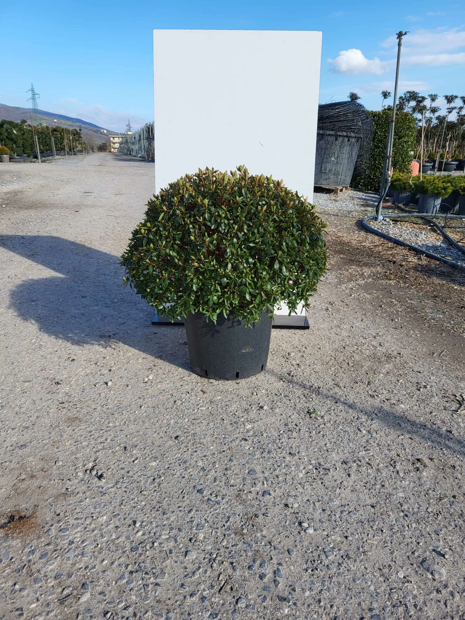 1677854468 scaled 0a1d1984