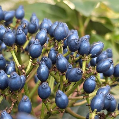 VIBURNUM tinus 'Rock'n Rolla' ®